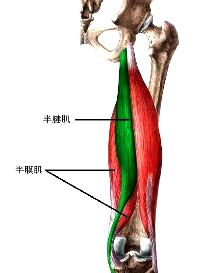 近侧端:通过与股二头肌长头和半膜肌的共同肌腱,附着于坐骨结节的后面